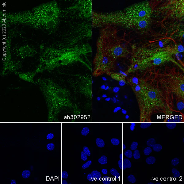 Immunocytochemistry - Anti-Aldolase C - N-terminal antibody [EPR26895-52] - BSA and Azide free (AB302953)