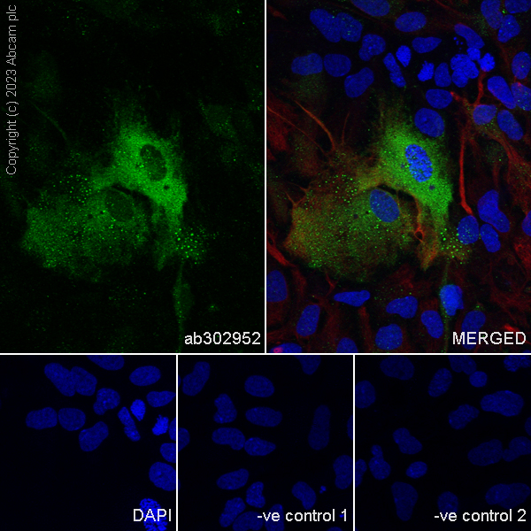 Immunocytochemistry - Anti-Aldolase C - N-terminal antibody [EPR26895-52] - BSA and Azide free (AB302953), expandable thumbnail