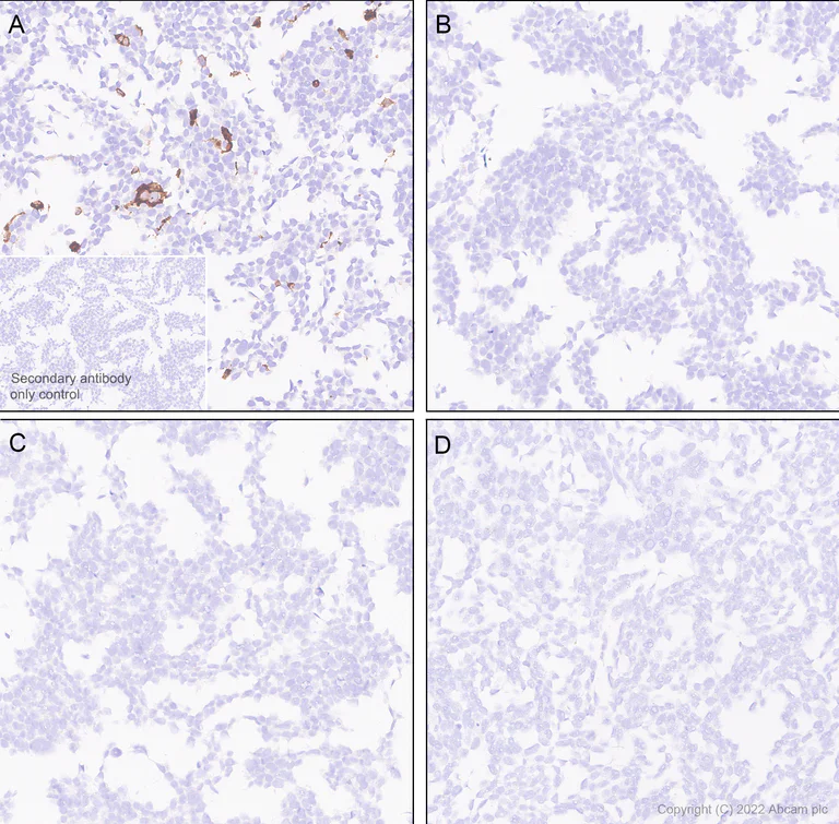 Immunohistochemistry - Anti-Aldolase C - N-terminal antibody [EPR26895-52] - BSA and Azide free (AB302953)