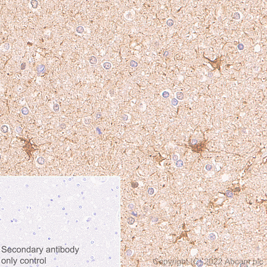 Immunohistochemistry - Anti-Aldolase C - N-terminal antibody [EPR26895-52] - BSA and Azide free (ab302953), expandable thumbnail