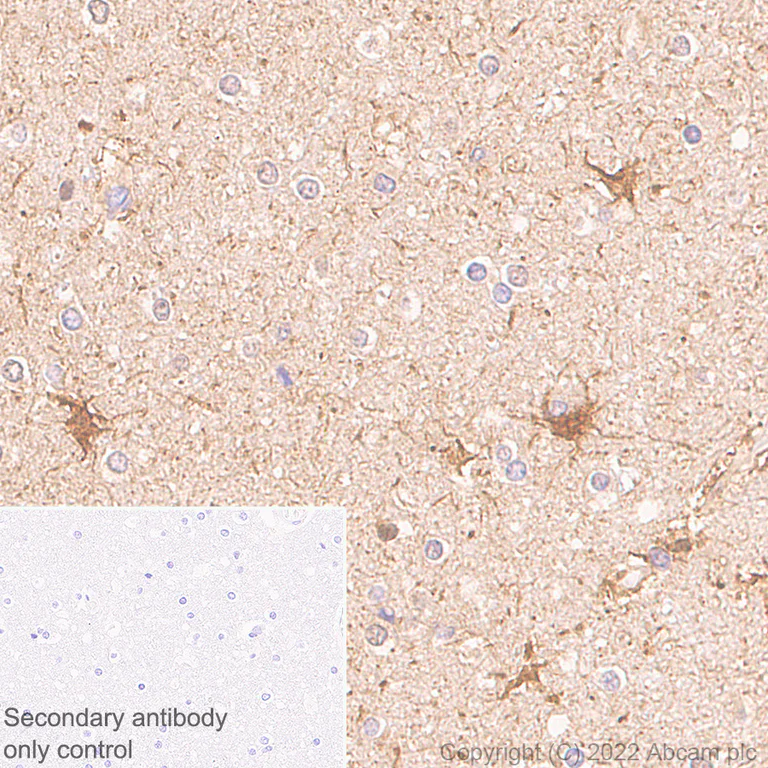 Immunohistochemistry - Anti-Aldolase C - N-terminal antibody [EPR26895-52] - BSA and Azide free (AB302953)