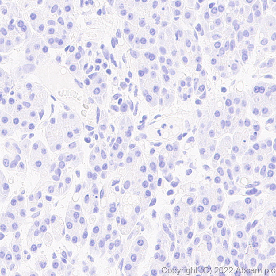Immunohistochemistry - Anti-Aldolase C - N-terminal antibody [EPR26895-52] - BSA and Azide free (ab302953), expandable thumbnail