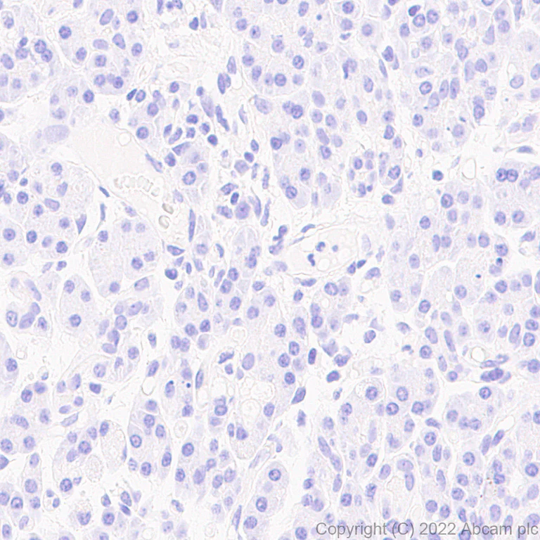 Immunohistochemistry - Anti-Aldolase C - N-terminal antibody [EPR26895-52] - BSA and Azide free (AB302953)