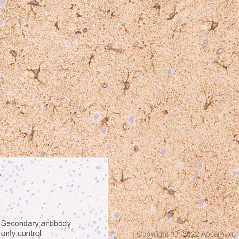 Immunohistochemistry - Anti-Aldolase C - N-terminal antibody [EPR26895-52] - BSA and Azide free (AB302953)