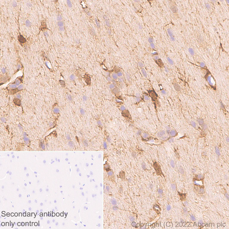 Immunohistochemistry - Anti-Aldolase C - N-terminal antibody [EPR26895-52] - BSA and Azide free (AB302953)