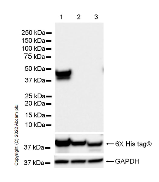 Western blot - Anti-Aldolase C - N-terminal antibody [EPR26895-52] - BSA and Azide free (ab302953), expandable thumbnail