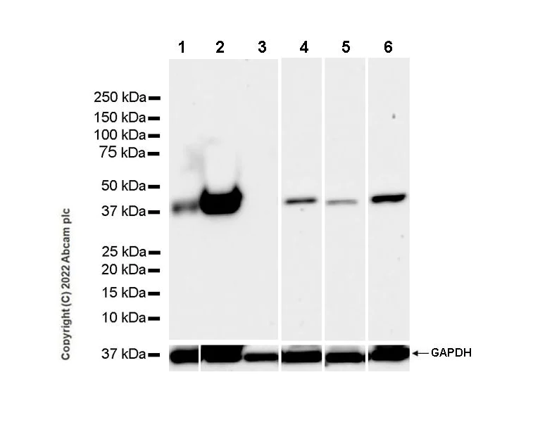 Western blot - Anti-Aldolase C - N-terminal antibody [EPR26895-52] - BSA and Azide free (AB302953)