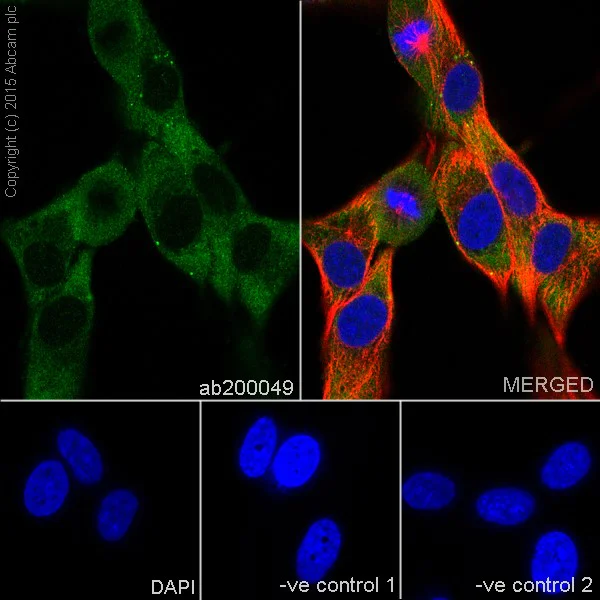 Immunocytochemistry/ Immunofluorescence - Anti-Aldolase+Aldolase C antibody [EPR19355] - BSA and Azide free (AB251296)