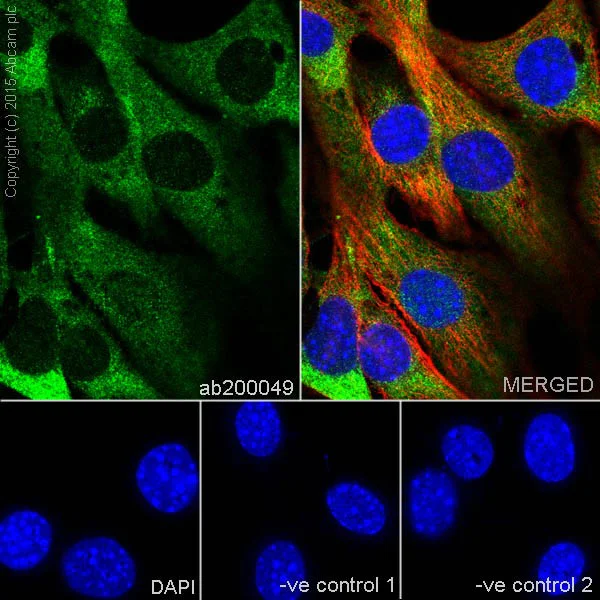 Immunocytochemistry/ Immunofluorescence - Anti-Aldolase+Aldolase C antibody [EPR19355] - BSA and Azide free (AB251296)