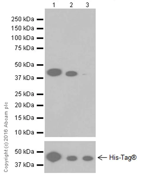 Western blot - Anti-Aldolase+Aldolase C antibody [EPR19355] - BSA and Azide free (AB251296)