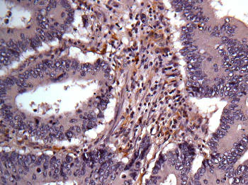 Immunohistochemistry (Formalin/PFA-fixed paraffin-embedded sections) - Anti-Aldose reductase antibody (AB153897)