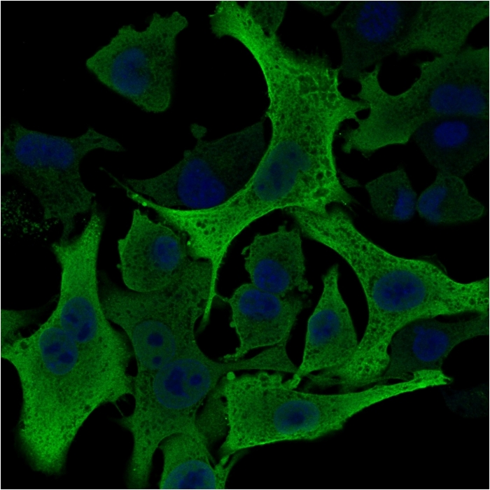 Immunocytochemistry/ Immunofluorescence - Anti-Aldose reductase antibody [CPTC-AKR1B1-2] - BSA and Azide free (AB268179), expandable thumbnail