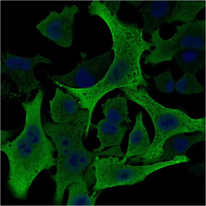 Immunocytochemistry/ Immunofluorescence - Anti-Aldose reductase antibody [CPTC-AKR1B1-2] - BSA and Azide free (AB268179)