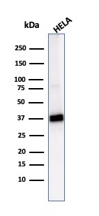 Western blot - Anti-Aldose reductase antibody [CPTC-AKR1B1-2] - BSA and Azide free (AB268179), expandable thumbnail