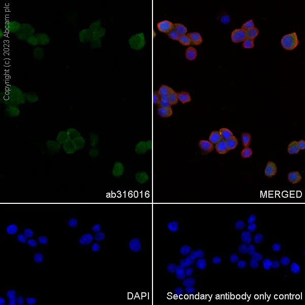 Immunocytochemistry/ Immunofluorescence - Anti-Aldose reductase antibody [EPR28780-7] (AB316016)