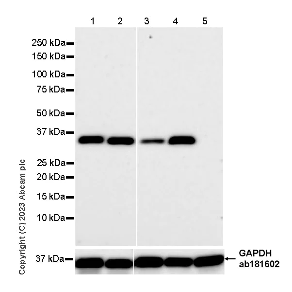 Western blot - Anti-Aldose reductase antibody [EPR28780-7] (AB316016)
