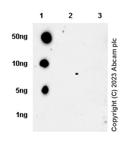 Dot Blot - Anti-Aldose reductase antibody [EPR28780-7] - BSA and Azide free (AB316017), expandable thumbnail