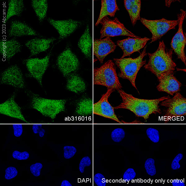Immunocytochemistry/ Immunofluorescence - Anti-Aldose reductase antibody [EPR28780-7] - BSA and Azide free (ab316017), expandable thumbnail