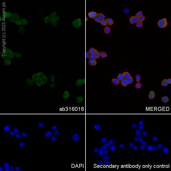 Immunocytochemistry/ Immunofluorescence - Anti-Aldose reductase antibody [EPR28780-7] - BSA and Azide free (ab316017), expandable thumbnail
