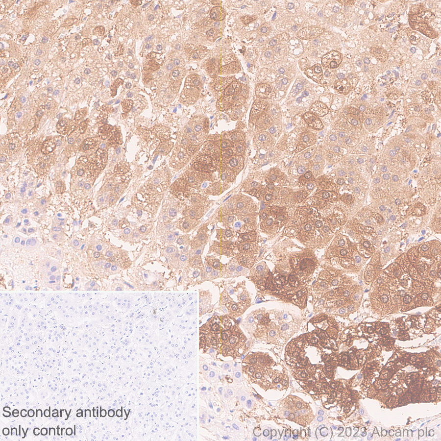 Immunohistochemistry (Formalin/PFA-fixed paraffin-embedded sections) - Anti-Aldose reductase antibody [EPR28780-7] - BSA and Azide free (ab316017), expandable thumbnail