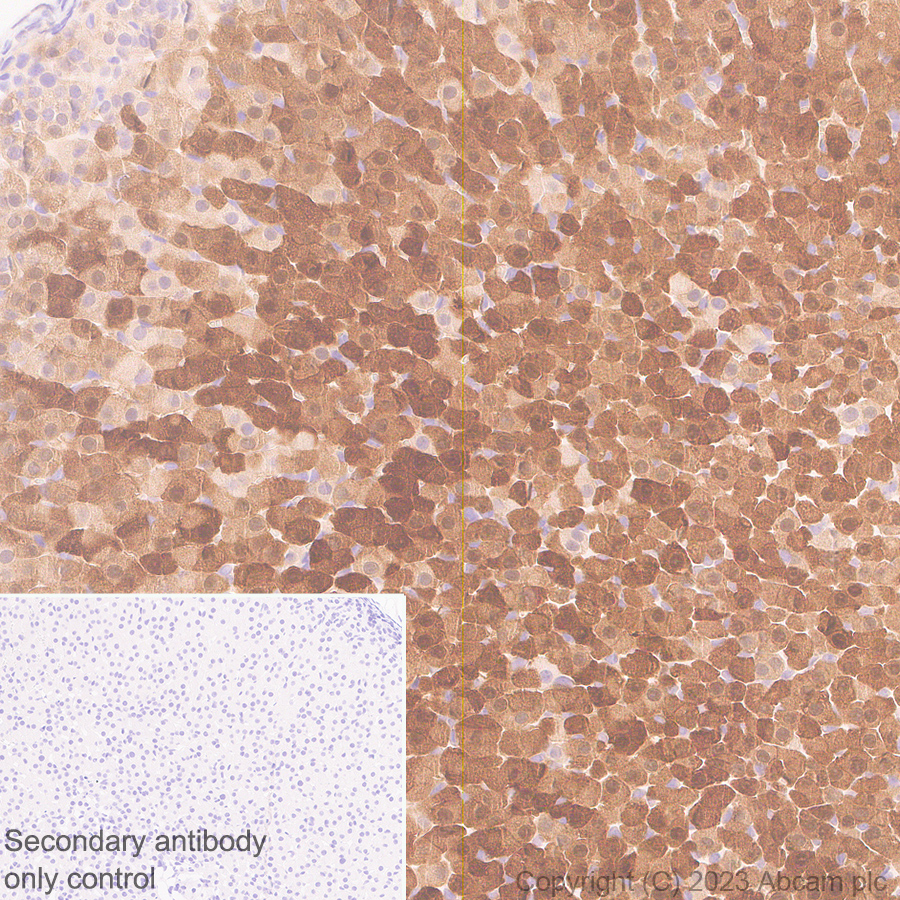 Immunohistochemistry (Formalin/PFA-fixed paraffin-embedded sections) - Anti-Aldose reductase antibody [EPR28780-7] - BSA and Azide free (ab316017), expandable thumbnail