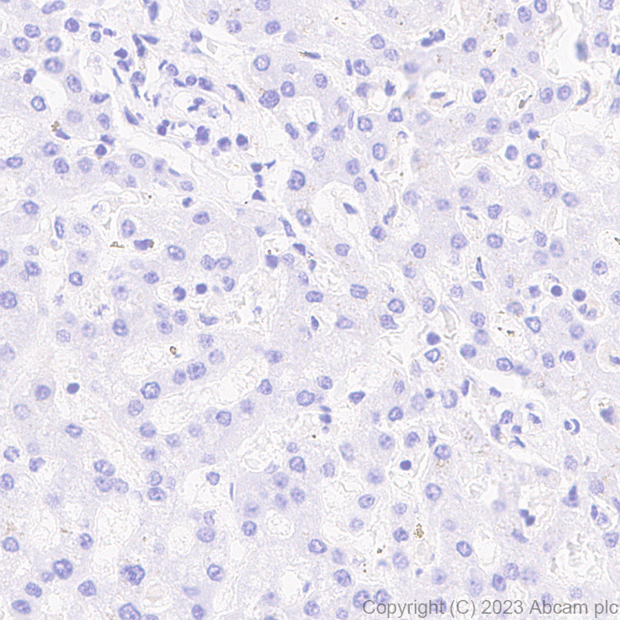 Immunohistochemistry (Formalin/PFA-fixed paraffin-embedded sections) - Anti-Aldose reductase antibody [EPR28780-7] - BSA and Azide free (AB316017), expandable thumbnail