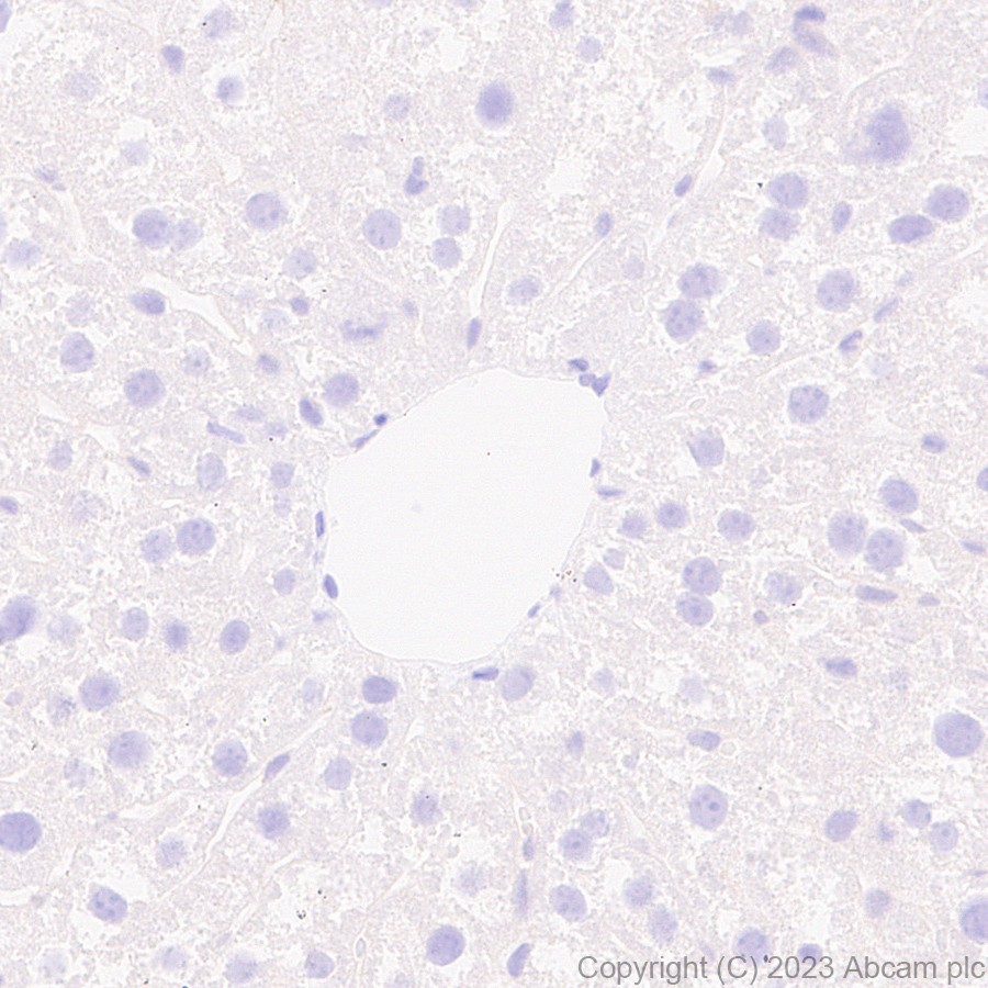 Immunohistochemistry (Formalin/PFA-fixed paraffin-embedded sections) - Anti-Aldose reductase antibody [EPR28780-7] - BSA and Azide free (AB316017), expandable thumbnail