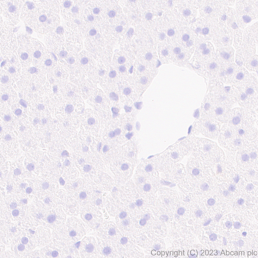 Immunohistochemistry (Formalin/PFA-fixed paraffin-embedded sections) - Anti-Aldose reductase antibody [EPR28780-7] - BSA and Azide free (AB316017), expandable thumbnail