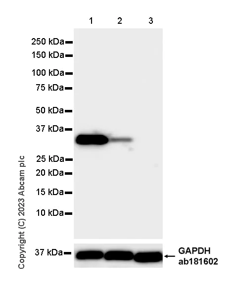 Western blot - Anti-Aldose reductase antibody [EPR28780-7] - BSA and Azide free (AB316017)