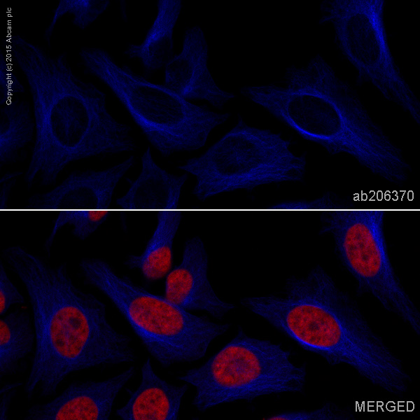 Immunocytochemistry/ Immunofluorescence - Alexa Fluor® 405 Anti-beta Tubulin antibody [EPR16774] (AB206370), expandable thumbnail