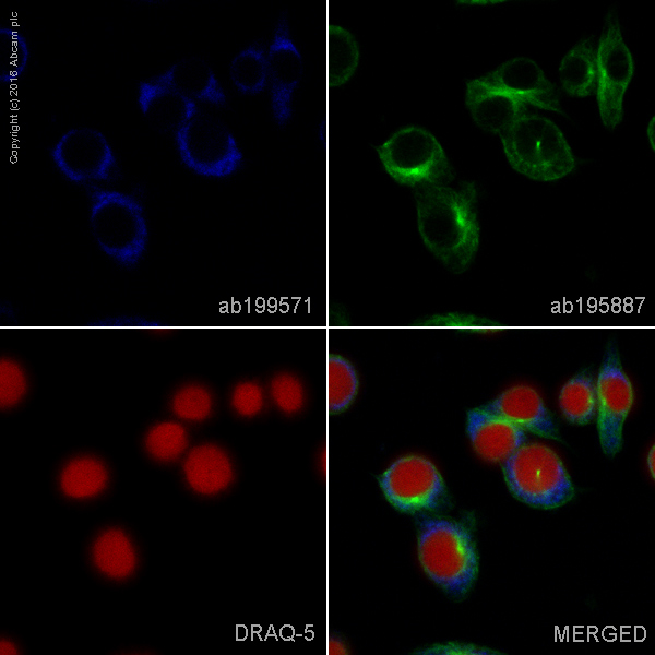 alexa-fluor-405-cd68-antibody-