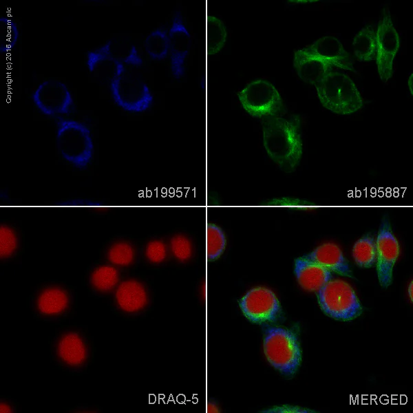 Anti-CD68 Alexa Fluor® 405 antibody [FA-11] (ab199571) IgG2a | Abcam