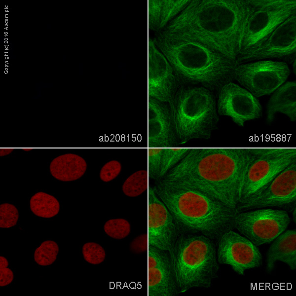 Immunocytochemistry/ Immunofluorescence - Alexa Fluor® 405 Rabbit IgG, monoclonal [EPR25A] - Isotype Control (AB208150), expandable thumbnail