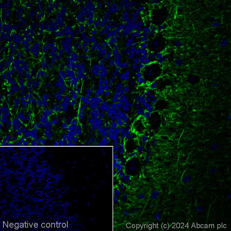 Immunohistochemistry (Frozen sections) - Alexa Fluor® 488 Anti-160 kD Neurofilament Medium antibody [EPR23510-76] - Neuronal Marker (AB317598)
