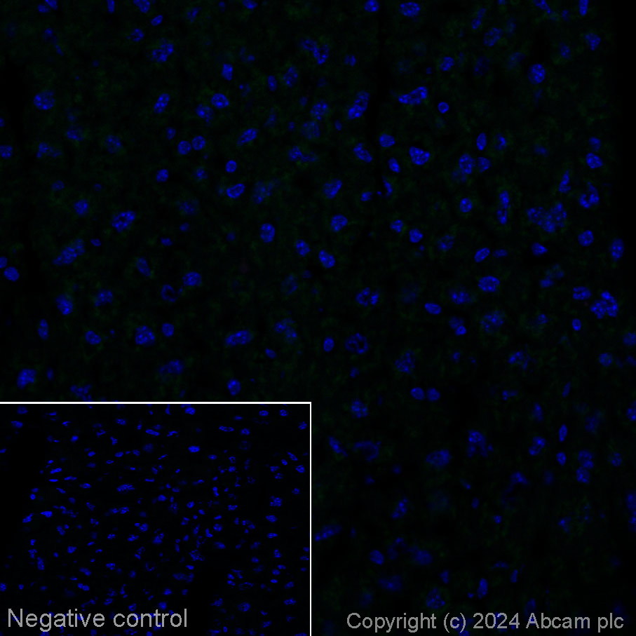 Immunohistochemistry (Frozen sections) - Alexa Fluor® 488 Anti-160 kD Neurofilament Medium antibody [EPR23510-76] (AB317598), expandable thumbnail
