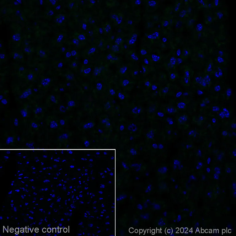 Immunohistochemistry (Frozen sections) - Alexa Fluor® 488 Anti-160 kD Neurofilament Medium antibody [EPR23510-76] - Neuronal Marker (AB317598)