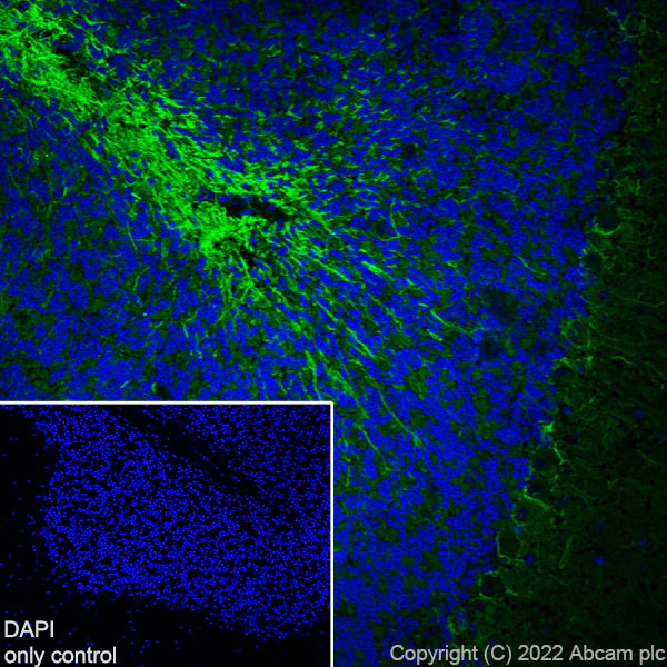 Immunohistochemistry (Frozen sections) - Alexa Fluor® 488 Anti-68kDa Neurofilament/NF-L antibody [EPR22035-112] (AB307394)