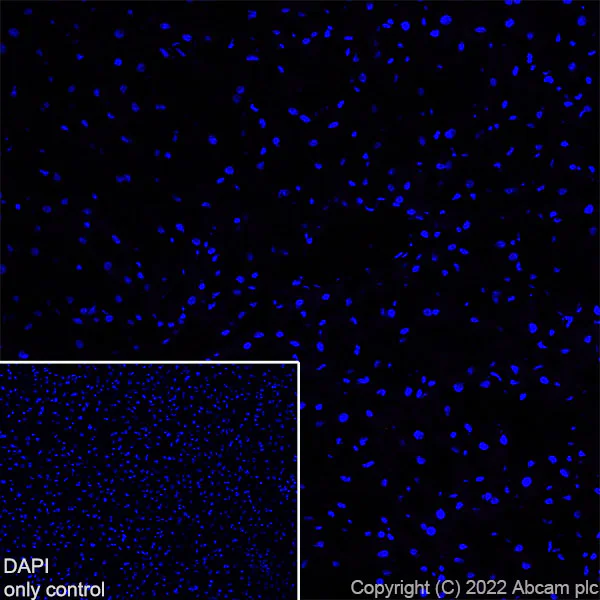 Immunohistochemistry (Frozen sections) - Alexa Fluor® 488 Anti-68kDa Neurofilament/NF-L antibody [EPR22035-112] (AB307394)