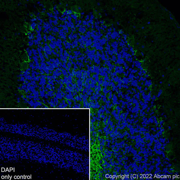 Immunohistochemistry (Frozen sections) - Alexa Fluor® 488 Anti-68kDa Neurofilament/NF-L antibody [EPR22035-112] (AB307394)