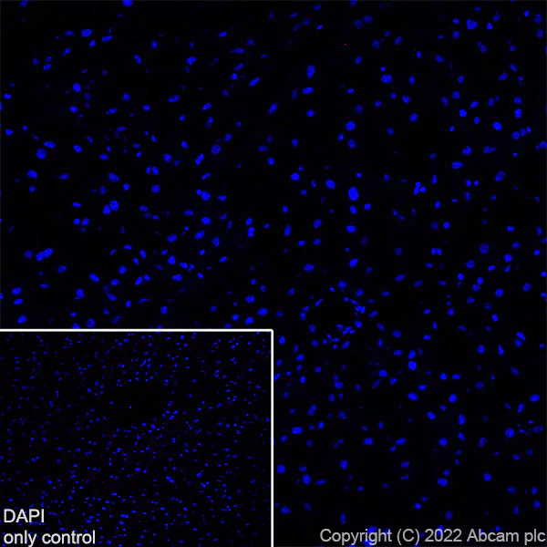 Immunohistochemistry (Frozen sections) - Alexa Fluor® 488 Anti-68kDa Neurofilament/NF-L antibody [EPR22035-112] (AB307394)