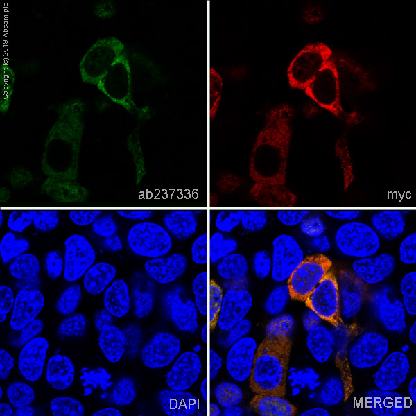 Immunocytochemistry/ Immunofluorescence - Alexa Fluor® 488 Anti-6X His tag® antibody [EPR20547] (AB237336), expandable thumbnail