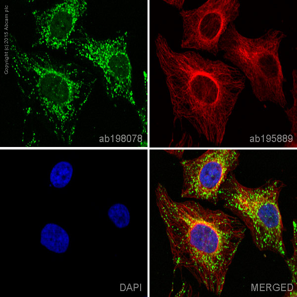 Immunocytochemistry/ Immunofluorescence - Alexa Fluor® 488 Anti-ACADM/MCAD antibody [3B7BH7] (AB198078)