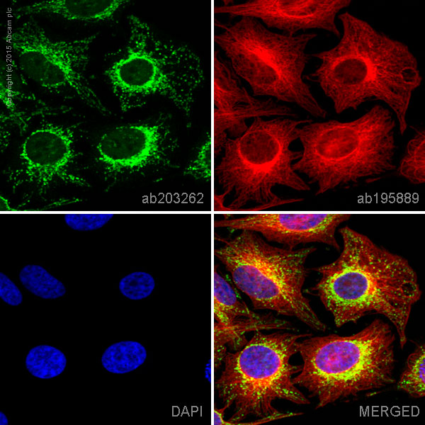 Immunocytochemistry/ Immunofluorescence - Alexa Fluor® 488 Anti-ACADM/MCAD antibody [EPR3708] (AB203262)