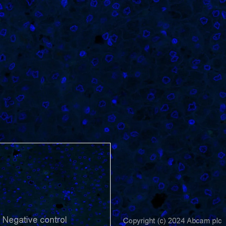 Immunohistochemistry (Formalin/PFA-fixed paraffin-embedded sections) - Alexa Fluor® 488 Anti-ACE2 antibody [EPR4435(2)] (AB317075)