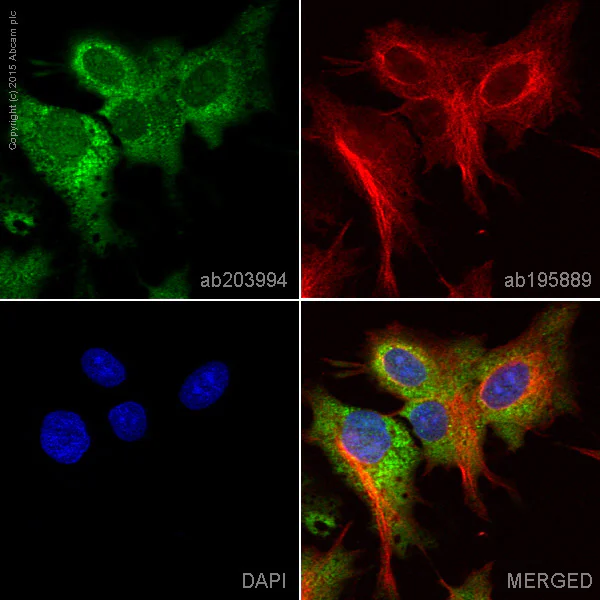 Immunocytochemistry/ Immunofluorescence - Alexa Fluor® 488 Anti-Acetyl Coenzyme A Carboxylase antibody [EPR4971] (AB203994)