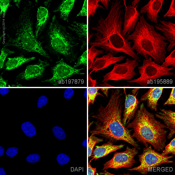 Immunocytochemistry/ Immunofluorescence - Alexa Fluor® 488 Anti-Aconitase 2 antibody [EPR8283(B)] (AB197879), expandable thumbnail