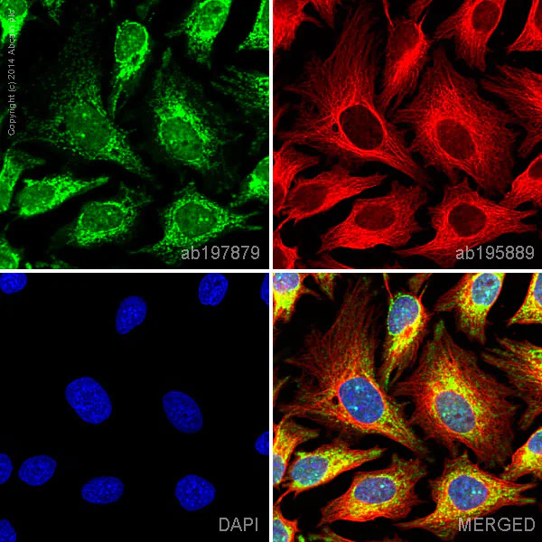 Immunocytochemistry/ Immunofluorescence - Alexa Fluor® 488 Anti-Aconitase 2 antibody [EPR8283(B)] (AB197879)