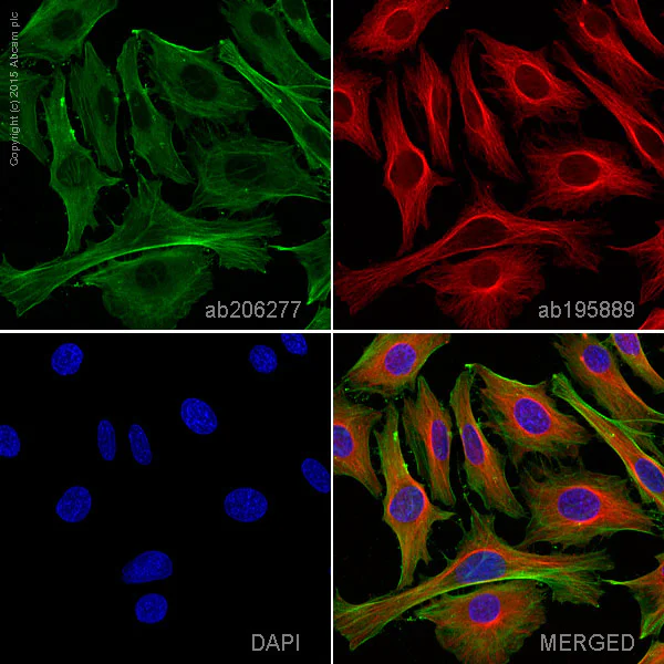 Immunocytochemistry/ Immunofluorescence - Alexa Fluor® 488 Anti-Actin antibody [EPR16769] - Cytoskeleton Marker (AB206277)