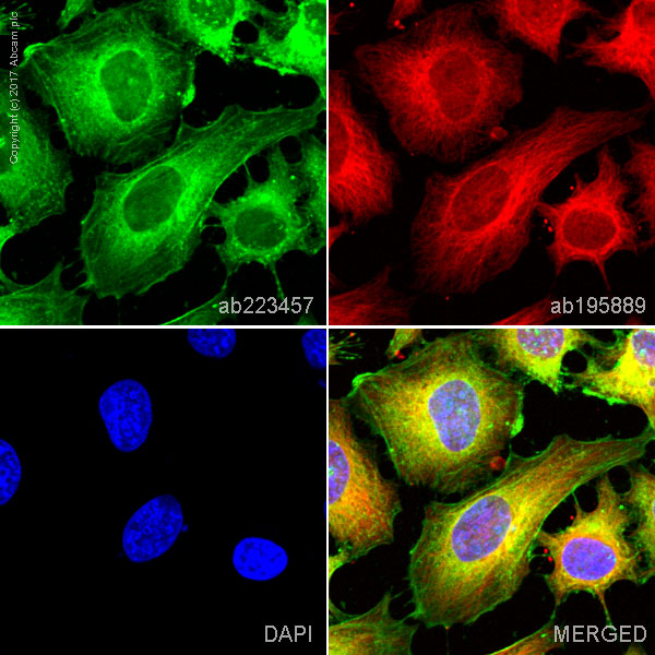 Immunocytochemistry/ Immunofluorescence - Alexa Fluor® 488 Anti-Actin antibody [EPR16875] (AB223457), expandable thumbnail