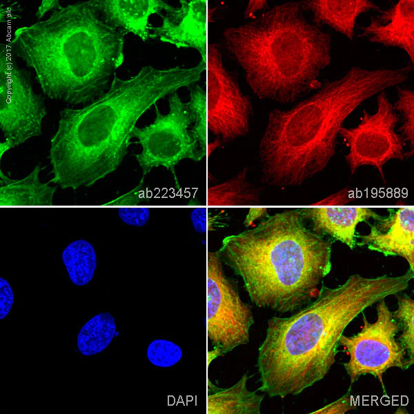 Immunocytochemistry/ Immunofluorescence - Alexa Fluor® 488 Anti-Actin antibody [EPR16875] - Cytoskeleton Marker (AB223457)